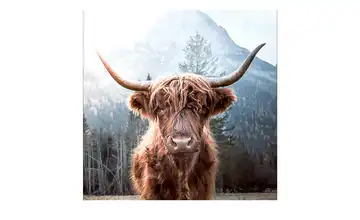 Glasbild 20x20 cm Highland cattle
