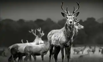 Kunstleinwand 80x60 cm "Herd Of Deer"