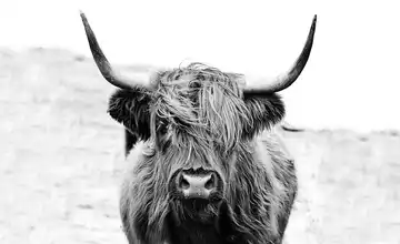 Kunstleinwand 120x90 cm "Scottish Highland Cattle"
