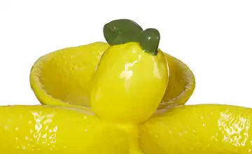 Schale Zitrone