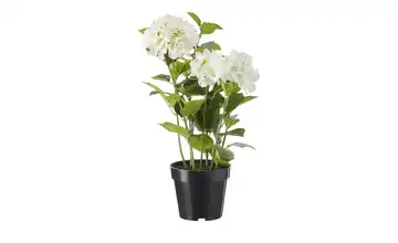 Hortensie getopft