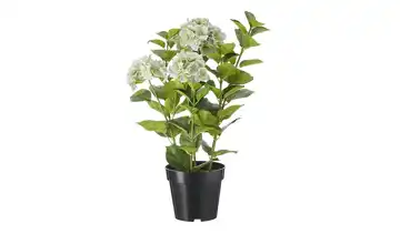 Hortensie getopft
