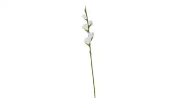  Kunstblume  Gladiole  