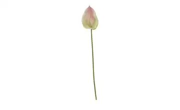  Kunstblume Anthurium  