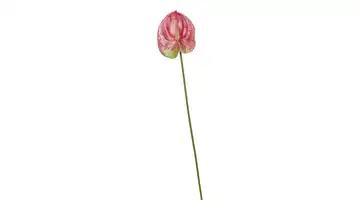  Kunstblume Anthurium  