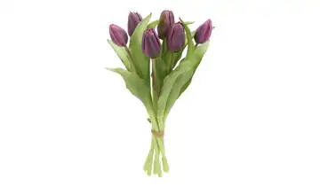 Tulpenbund Lila/Violett