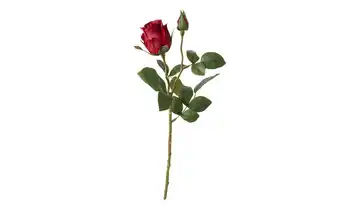 Rose Rot