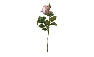 Rose Rosa