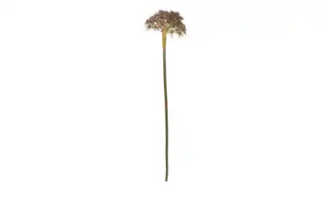 Kunstblume Achillea