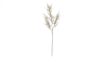 Spagelkraut Braun