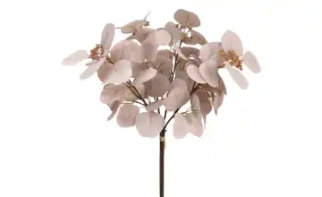 Eukalyptusbund