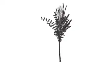 Softflower Bouquet Schwarz