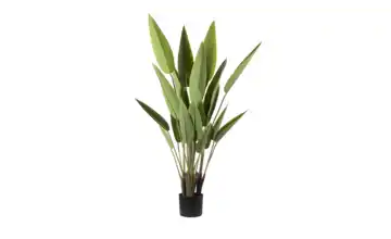  Strelitzia getopft  