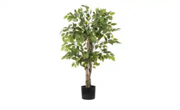  Ficus Benjamina getopft  