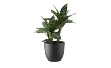  Sansevieria getopft  