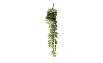  Columnea Ranke  