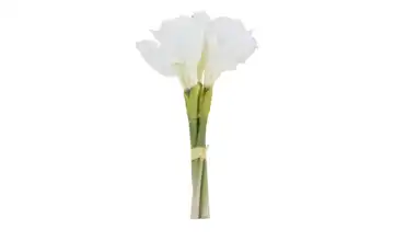 Amaryllis Weiß