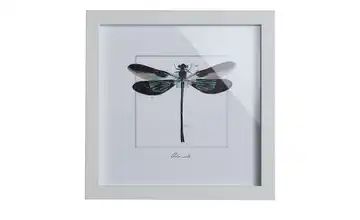 Gerahmtes Bild Framed Art "Dragonfly"