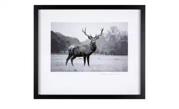 Gerahmtes Bild Framed Art "Majestetic Red deer"