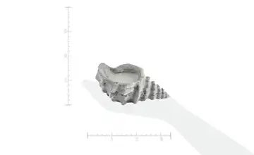 Muschelkerze