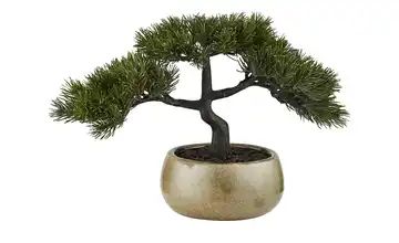 Bonsai im Keramiktopf