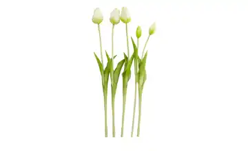 Tulpenbund, 7-fach Creme, Gelb