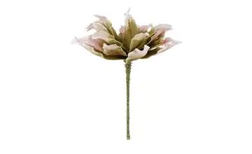 Soft Flower Protea