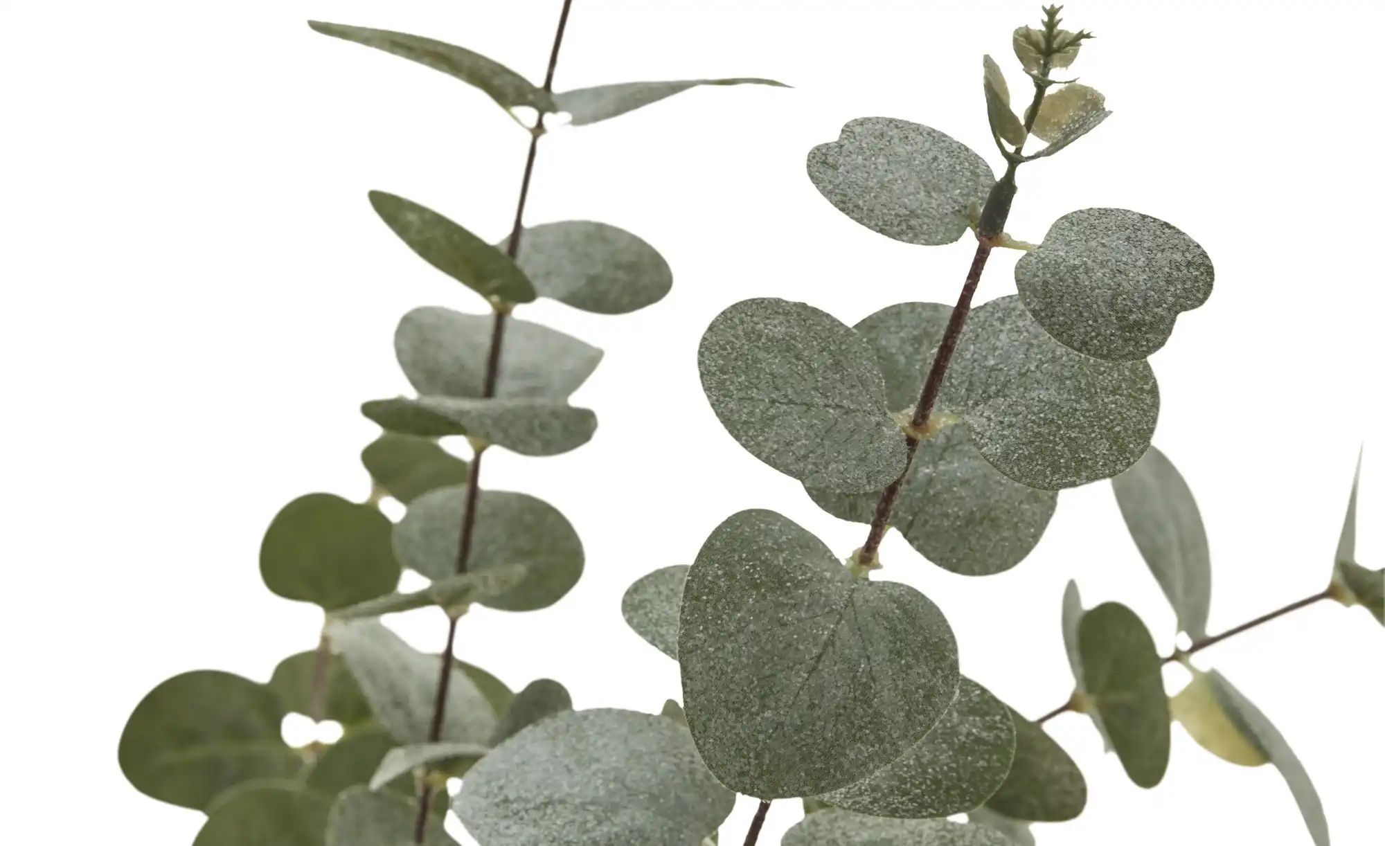 Thumbnail - HOME STORY Deko Eukalyptuszweig   ¦ grün ¦ Kunststoff,Eisendraht ¦ Maße (cm): H: 104 Weihnachten - Höffner