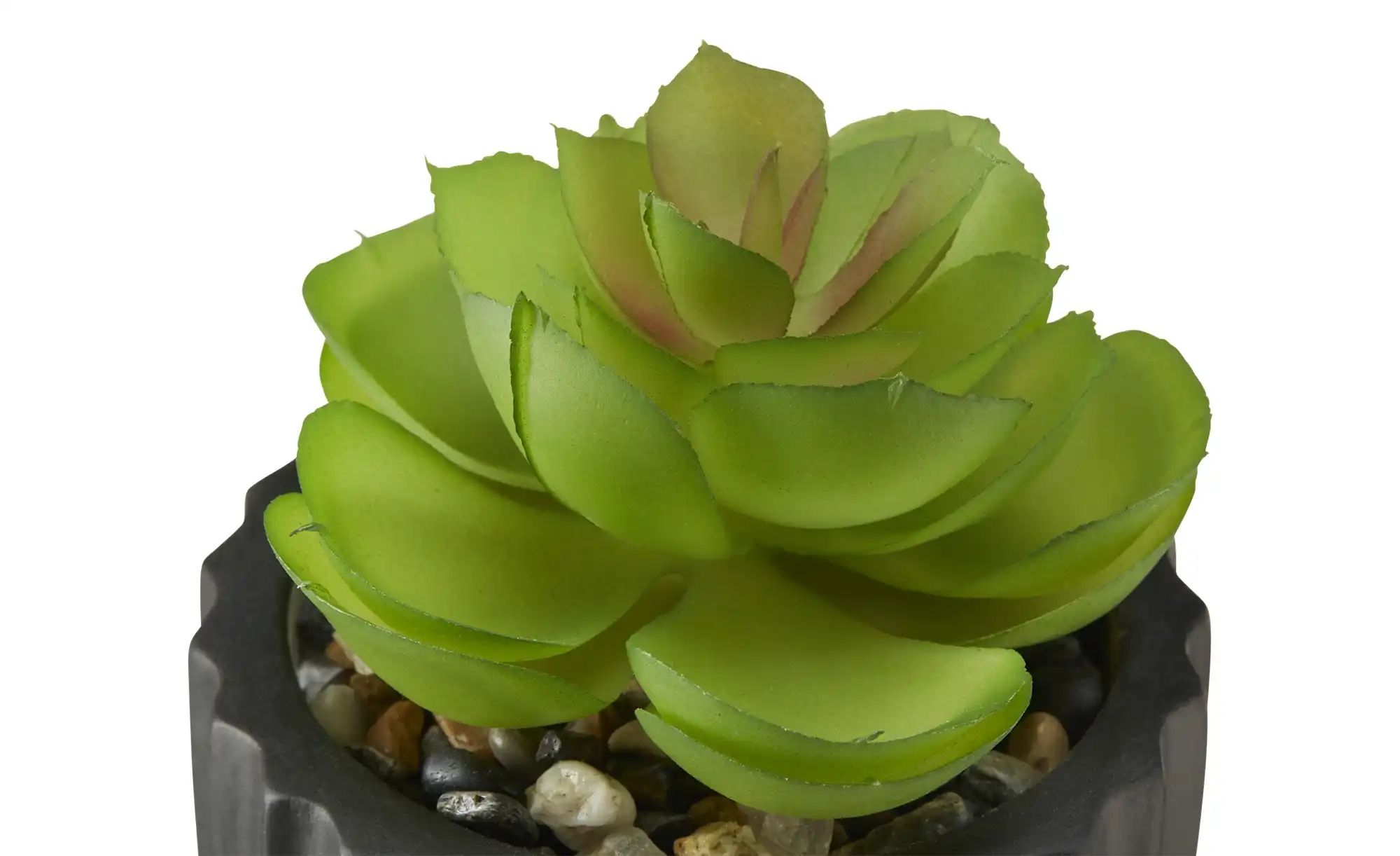 Sukkulente im Zementtopf   ¦ schwarz ¦ Kunststoff,Stein,Zement ¦ Maße (cm): günstig online kaufen