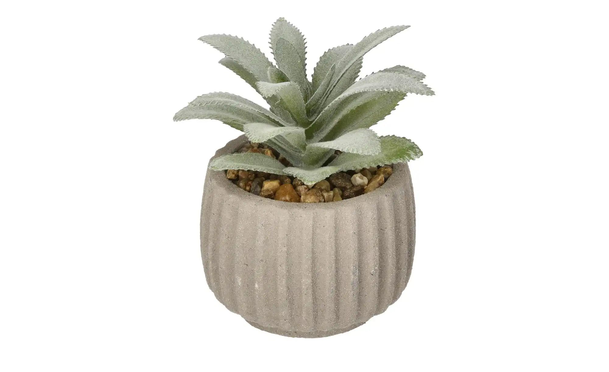 HOME STORY Sukkulente getopft   ¦ beige ¦ Kunststoff,Zement,Stein ¦ Maße (c günstig online kaufen
