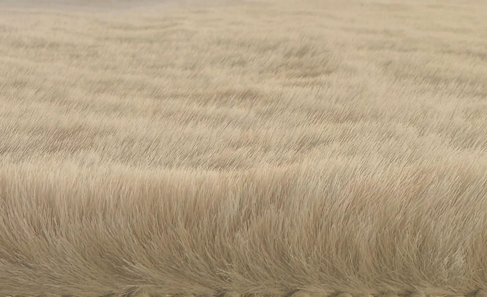 Thumbnail - como Kunstfell Tierfellform Bunny Soft 60 x 90 ¦ beige ¦ Synthetische Fasern ¦ Maße (cm): B: 60 Teppiche > Felle > Kunst...