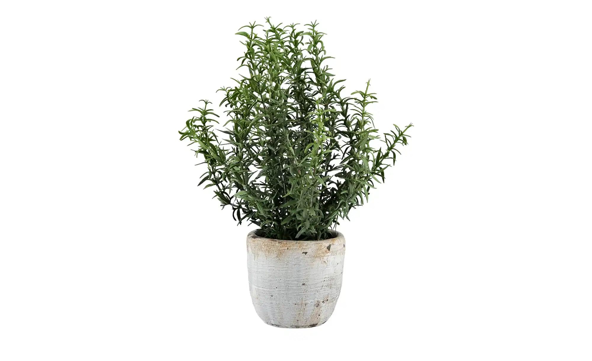 Rosmarin getopft   ¦ grün ¦ Kunststoff,Metall,Zement ¦ Maße (cm): H: 33  Ø: günstig online kaufen
